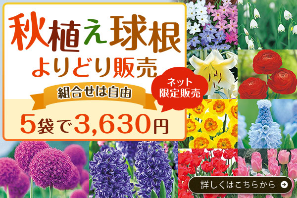 秋植え球根よりどり販売