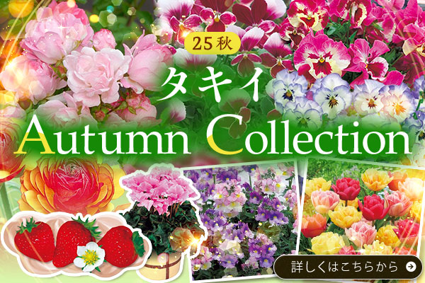 オータムコレクション