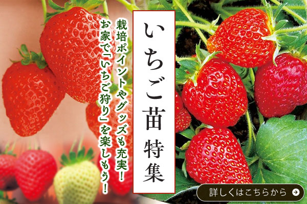 いちご苗特集