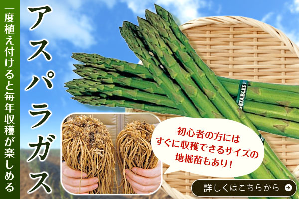 一度植え付けると毎年収穫が楽しめるアスパラガス