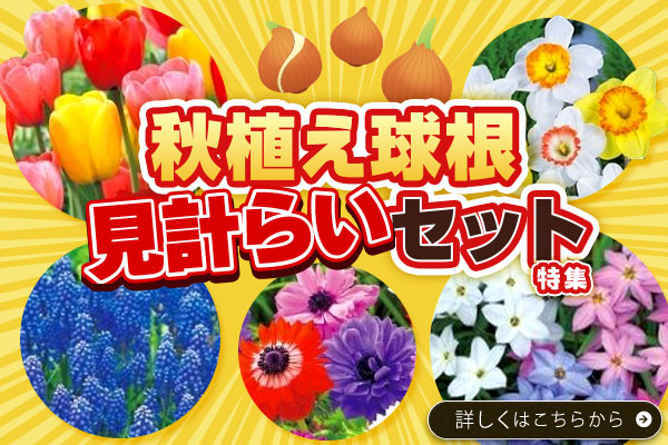 秋植え球根お得セット