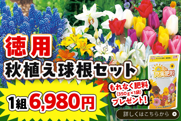 徳用秋植え球根セット
