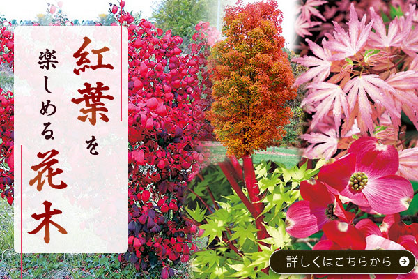 紅葉を楽しめる花木