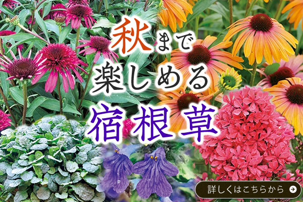 初夏から秋まで楽しめる宿根草
