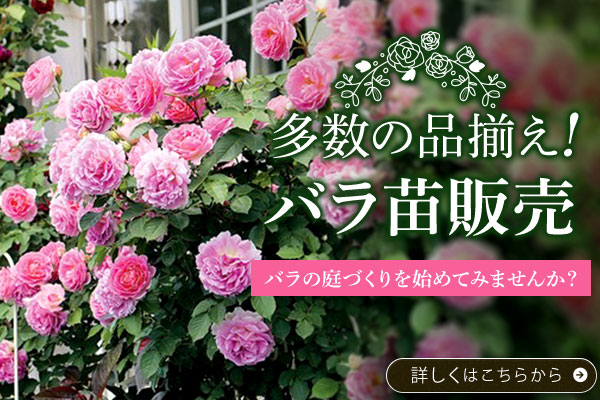 多数の品揃え!バラ苗販売
