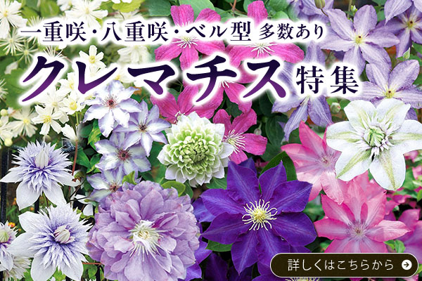 クレマチスのひろば