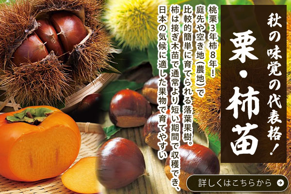 秋の味覚の代表格！栗･柿苗