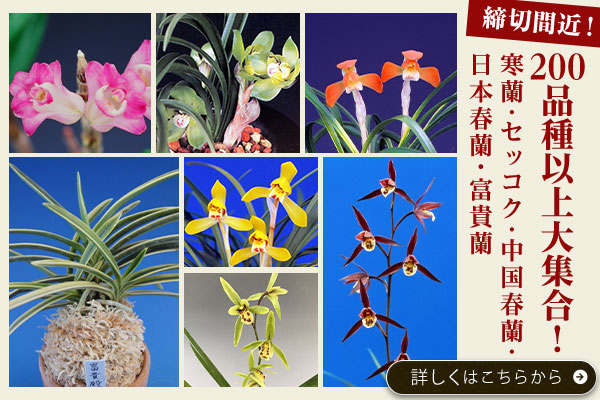 締切間近！古典植物特集