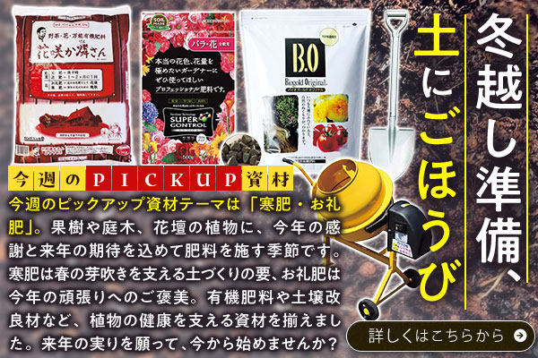 冬越し準備、土にごほうび