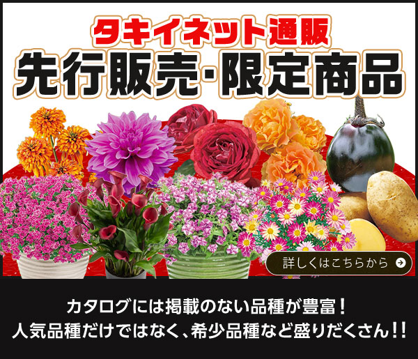 タキイネット先行販売・限定商品