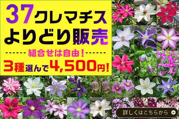 クレマチスよりどり販売