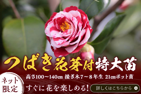 つばき花芽付特大苗