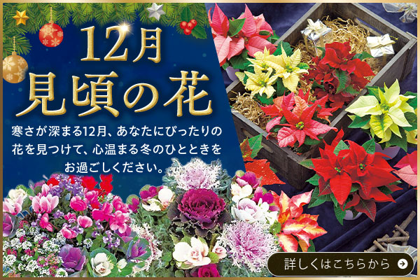 12月見頃の花