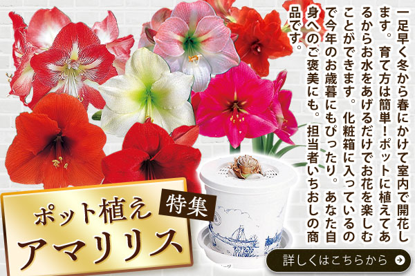 ポット植えアマリリス