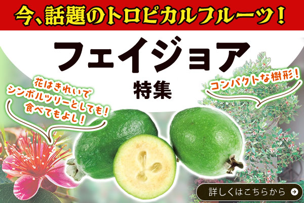 フェイジョア特集
