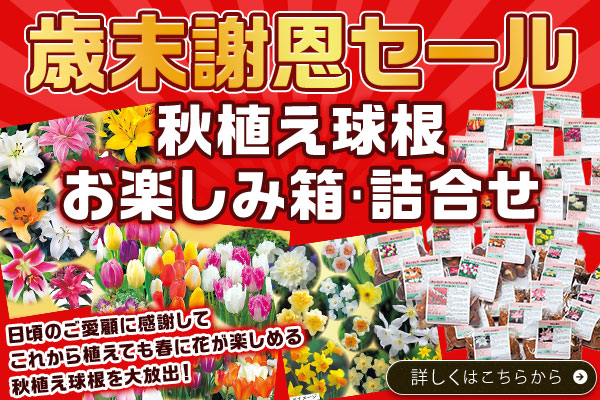 【歳末謝恩セール】