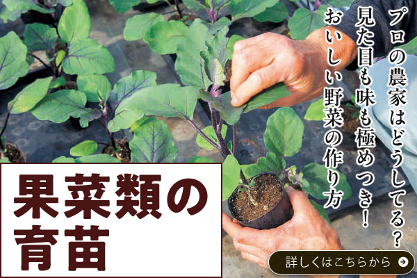 果菜類の育苗