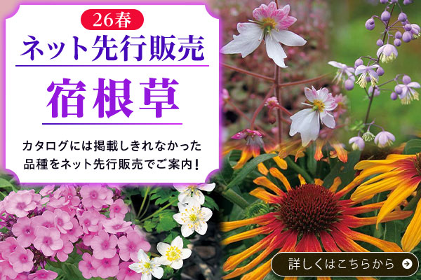 ネット先行販売宿根草