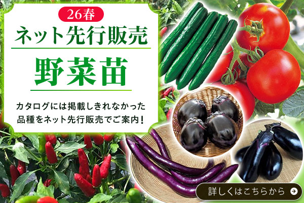 ネット先行販売野菜苗