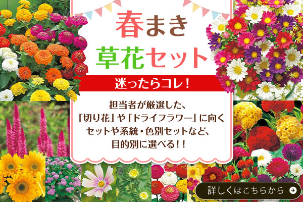 春まき草花セット