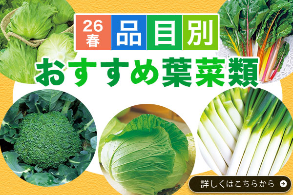 26春品目別おすすめ葉菜類
