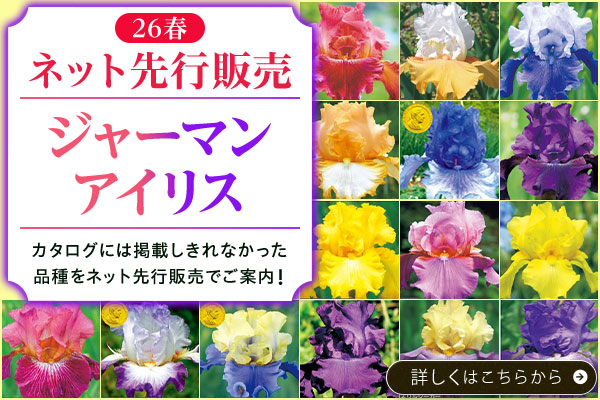 ジャーマンアイリス