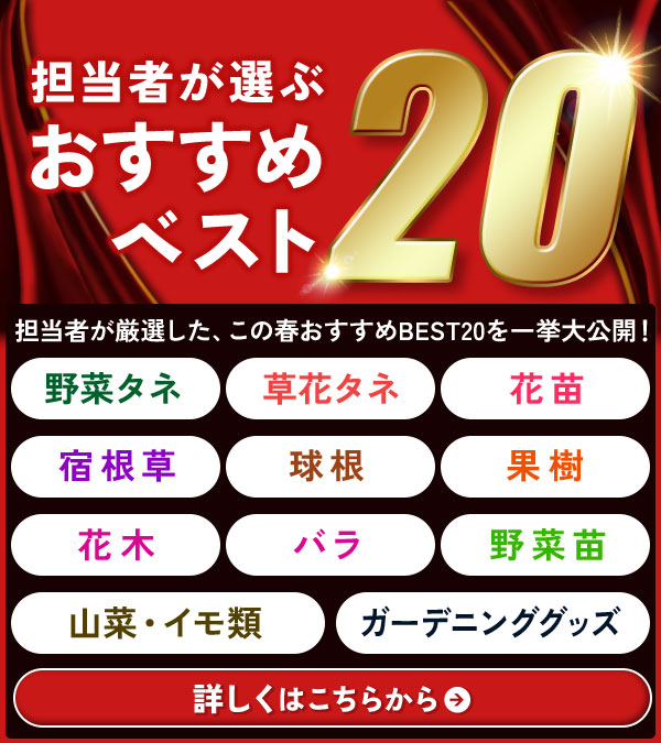 ２６春担当者おすすめベスト20
