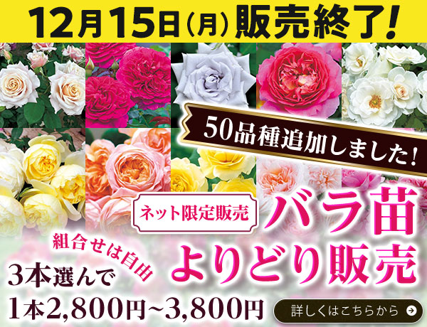 バラよりどり販売
