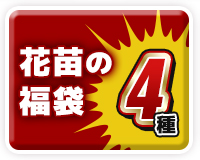 花苗の福袋4選