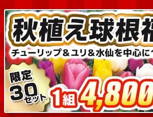 秋植え球根福袋
