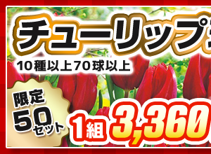チューリップ球根福袋
