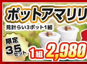 ポットアマリリス紅白セット