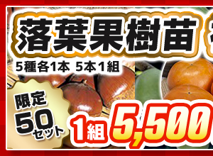 落葉果樹苗 福袋（ポット苗）