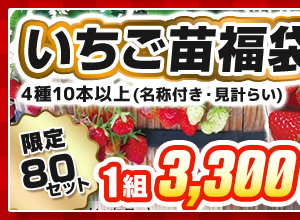いちご苗の福袋