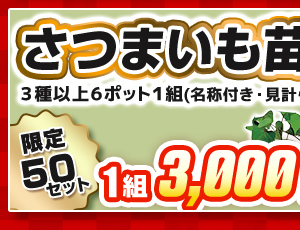 サツマイモ苗の福袋