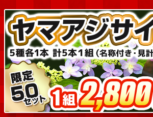 ヤマアジサイの福袋