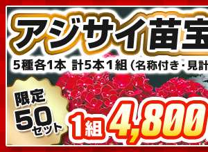 アジサイの宝箱