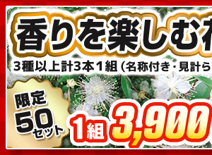 香りを楽しむ花木の宝箱