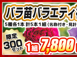 バラのバラエティ福袋5本セット