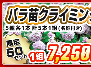 バラ・クライミングローズ　見計らいセット