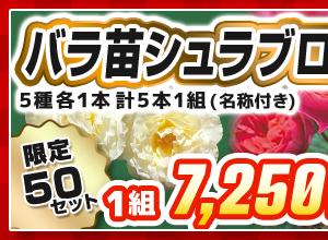 バラ・シュラブローズ　見計らいセット