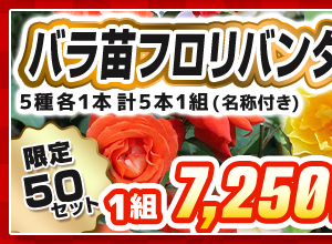 バラ・フロリバンダローズ　見計らいセット