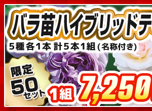 バラ・ハイブリッドティーローズ　見計らいセット