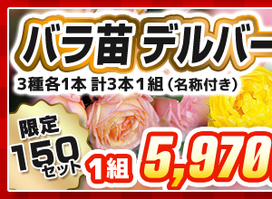 バラ　デルバール　見計らいセット
