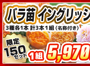 バラ　イングリッシュローズ　見計らいセット