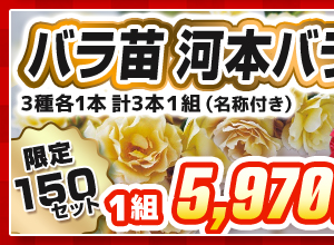 バラ　河本バラ園　見計らいセット