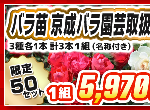バラ　京成バラ園芸取扱いブランド品種　見計らいセット