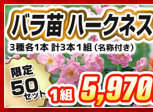 バラ　ハークネスローズ　見計らいセット