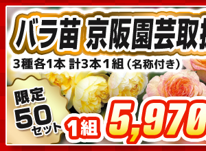 バラ　京阪園芸取扱い品種　見計らいセット