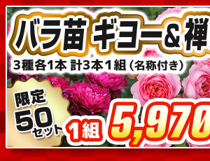 バラ　ギヨー＆禅ローズ　見計らいセット